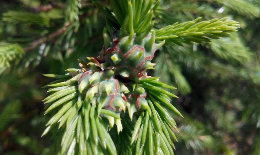 Ялицево-листяний і гермес Ялицево-листяний і гермес