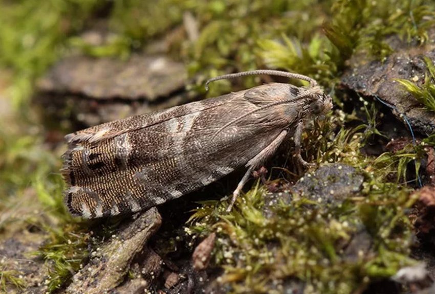 Ялинова лубоедная листовійка Ялинова лубоедная листовійка
