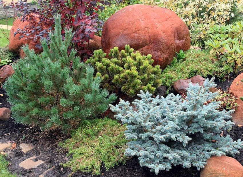 Ялина в ландшафтному дизайні Ялина в ландшафтному дизайні