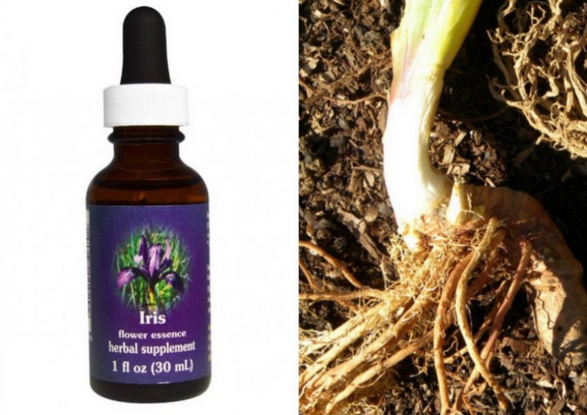 iris versicolor что это такое. Смотреть фото iris versicolor что это такое. Смотреть картинку iris versicolor что это такое. Картинка про iris versicolor что это такое. Фото iris versicolor что это такое