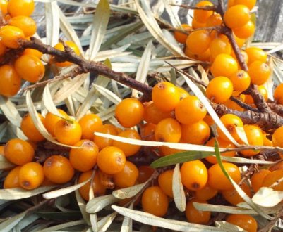 Як визначити стать обліпихи