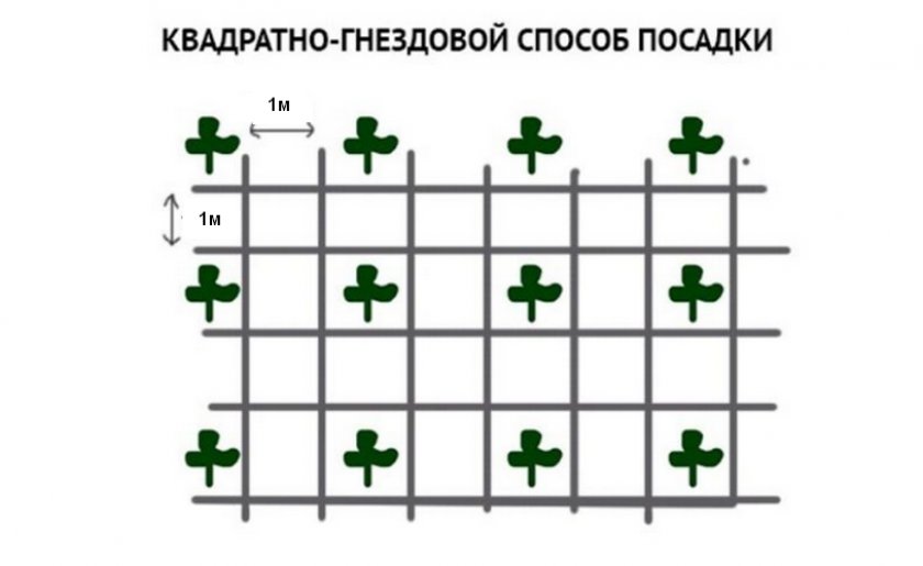 Квадратно-гнездовой способ посадки огурцов Квадратно-гнездовой способ посадки огурцов