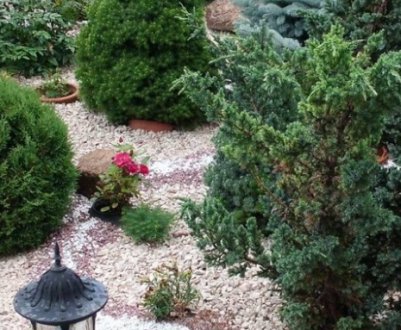 Туя на клумбі в поєднанні з квітами та іншими хвойними рослинами