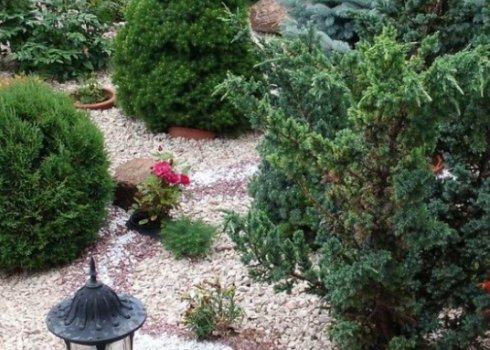 Туя на клумбі в поєднанні з квітами та іншими хвойними рослинами