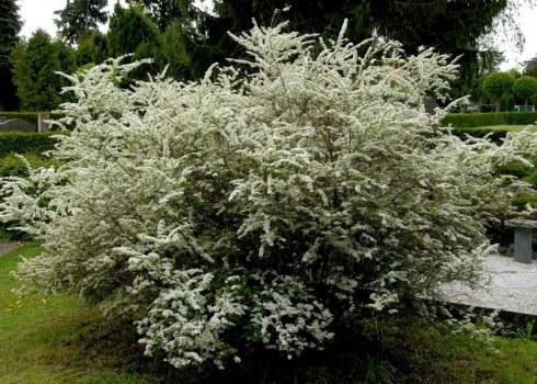 Характеристика и выращивание кустарника Спирея Аргута