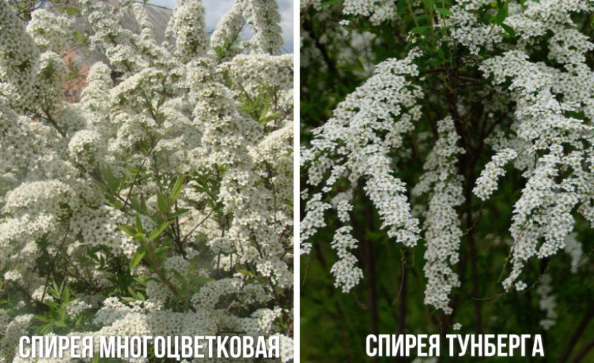 Види спірей Види спірей