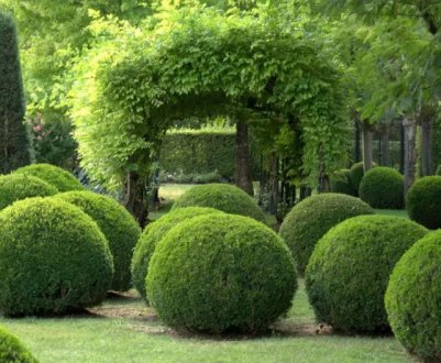 Туя в ландшафтному дизайні в поєднанні з іншими рослинами