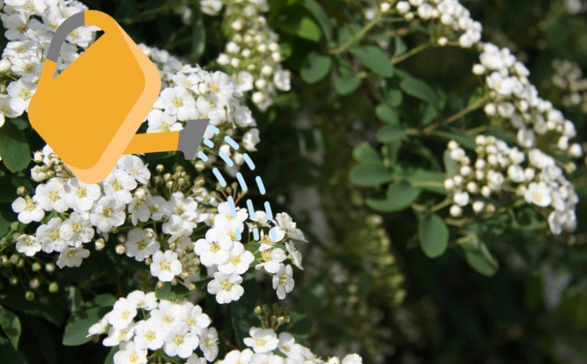 Полив спіреї Полив спіреї