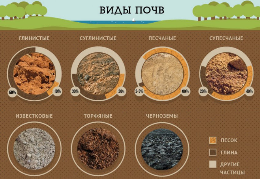 какая почва нужна для облепихи. Смотреть фото какая почва нужна для облепихи. Смотреть картинку какая почва нужна для облепихи. Картинка про какая почва нужна для облепихи. Фото какая почва нужна для облепихи