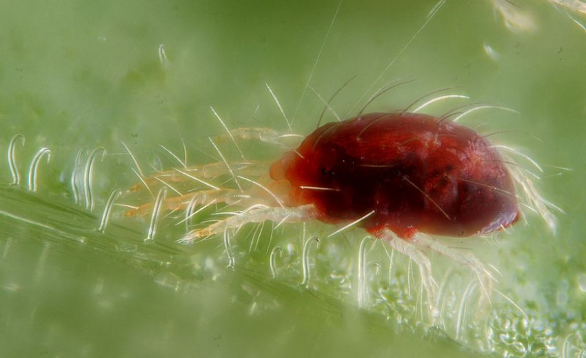 Павутинний кліщ Павутинний кліщ