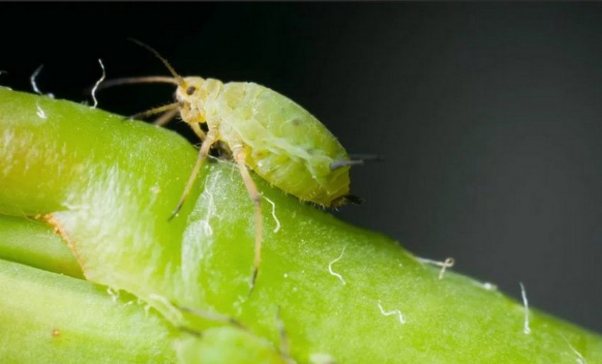 Попелиця на спіреї Попелиця на спіреї