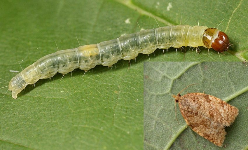 Розанная листівка Розанная листівка