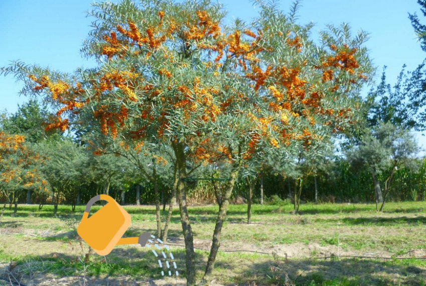 Полив обліпихи