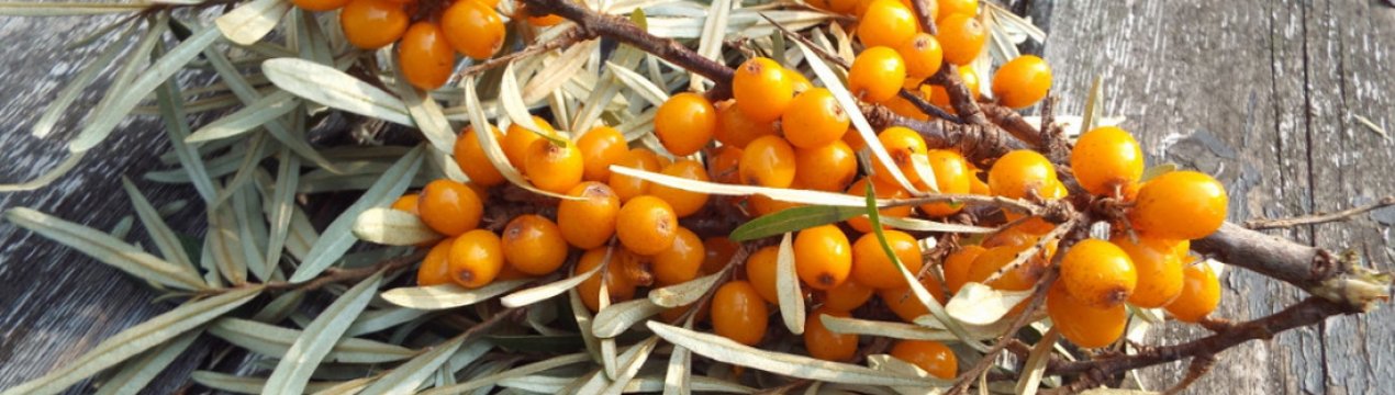 Алергія на обліпиху: буває, симптоми, як уникнути