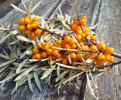 Алергія на обліпиху: буває, симптоми, як уникнути