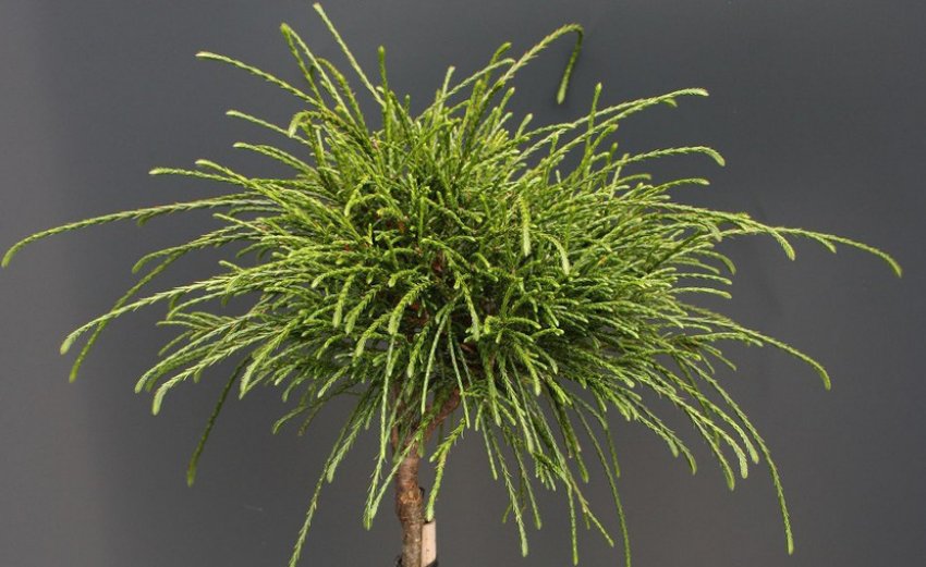 Топиарная обрізка туї Топиарная обрізка туї