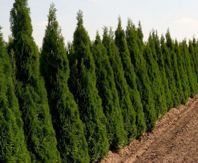 Посадка і догляд за живоплотом з туї Брабант