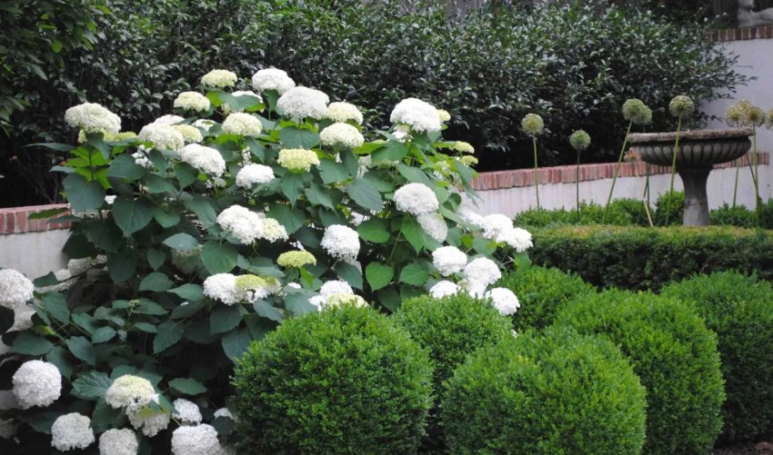 Туї з гортензіями Туї з гортензіями