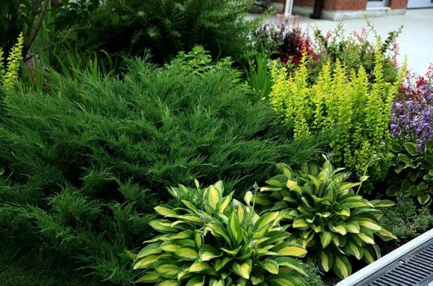 Туї з хостами Туї з хостами