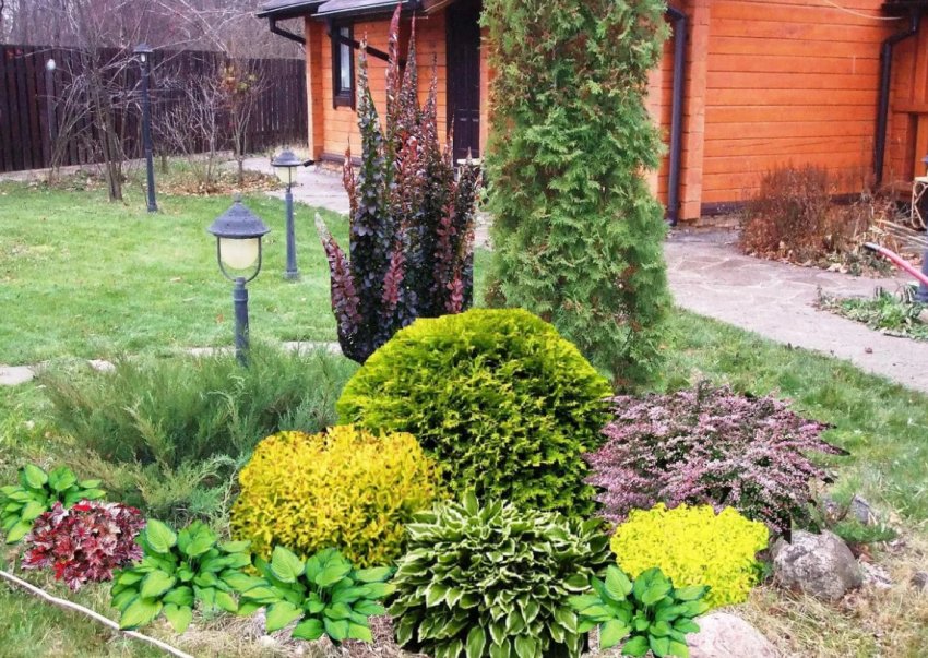 Туї з барбарисом Туї з барбарисом