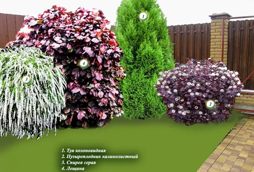 Туя з пузыреплодником Туя з пузыреплодником