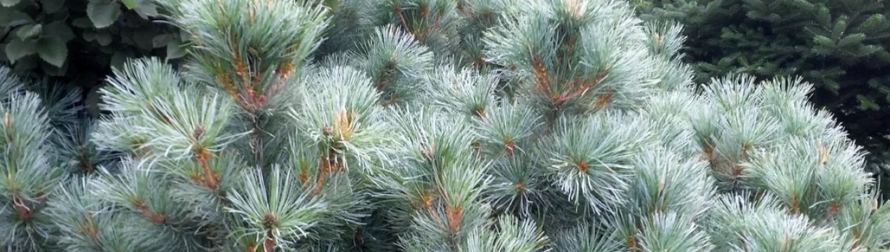 Сосна кедрова Глаука, опис, посадка і догляд