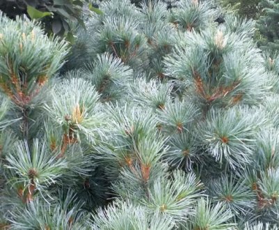 Сосна кедрова Глаука, опис, посадка і догляд