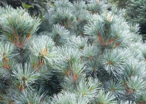 Сосна кедрова Глаука, опис, посадка і догляд