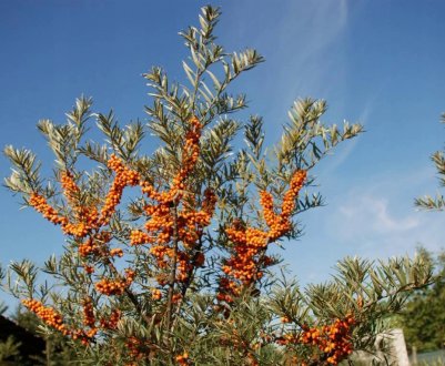 Як позбутися від коренів обліпихи