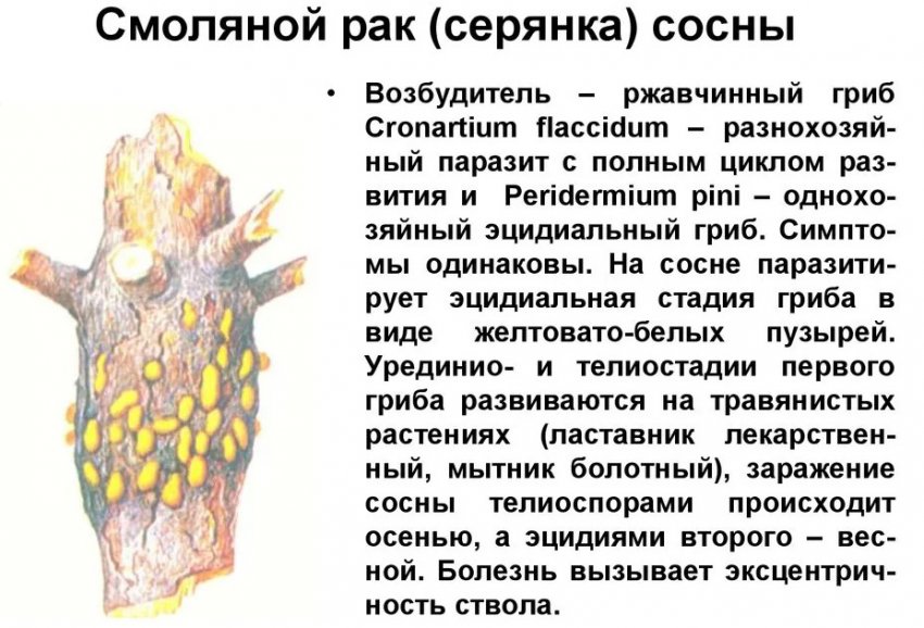 Смоляний рак сосни Смоляний рак сосни