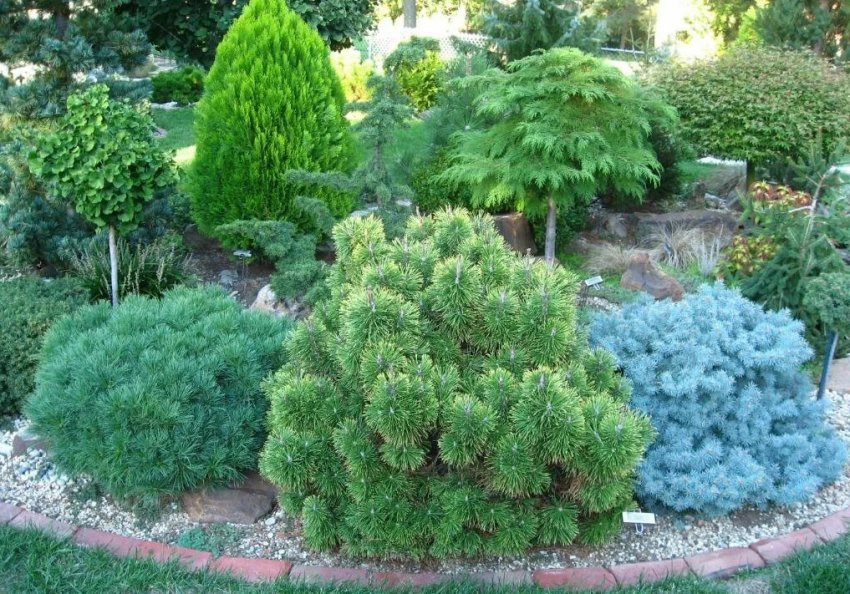 Сосна в ландшафтному дизайні Сосна в ландшафтному дизайні