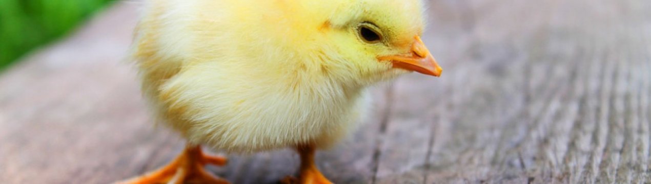 Швейцарія вводить заборону на вбивство курчат-самців