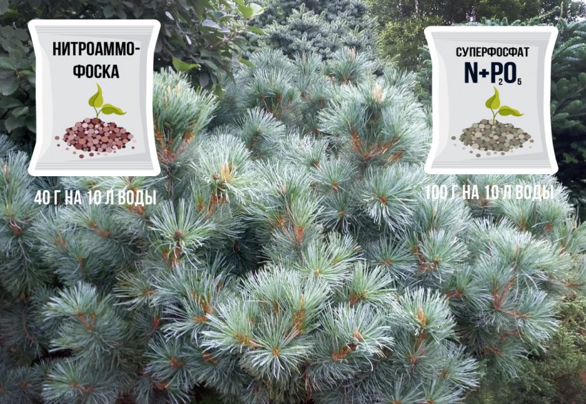 Підживлення сосни Підживлення сосни