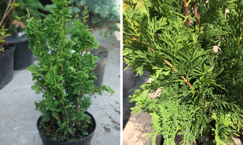 Туя Зматлик