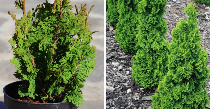 Туя західна Зматлик