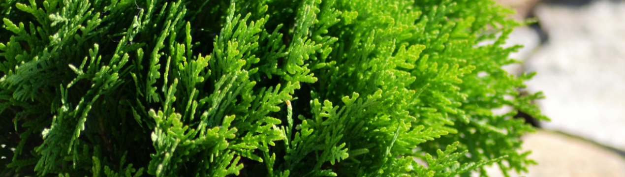 Опис туї західної Зматлик, її посадка і догляд