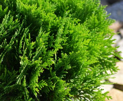 Опис туї західної Зматлик, її посадка і догляд