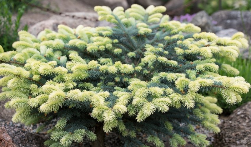 Ялина Белобок Ялина Белобок