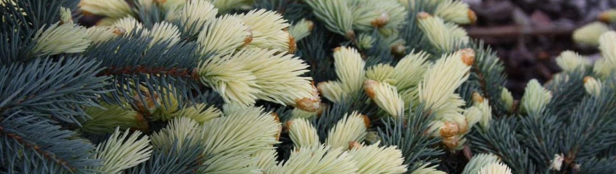 Опис їли Белобок, її посадка і догляд за рослиною