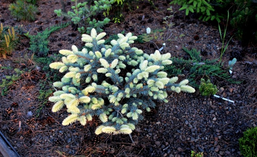 Ялина Белобок Ялина Белобок