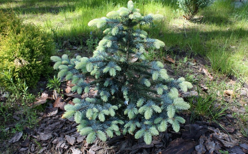 Мульчування ялинки деревною корою Мульчування ялинки деревною корою