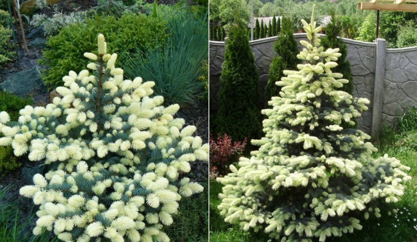 Ялина Белобок Ялина Белобок