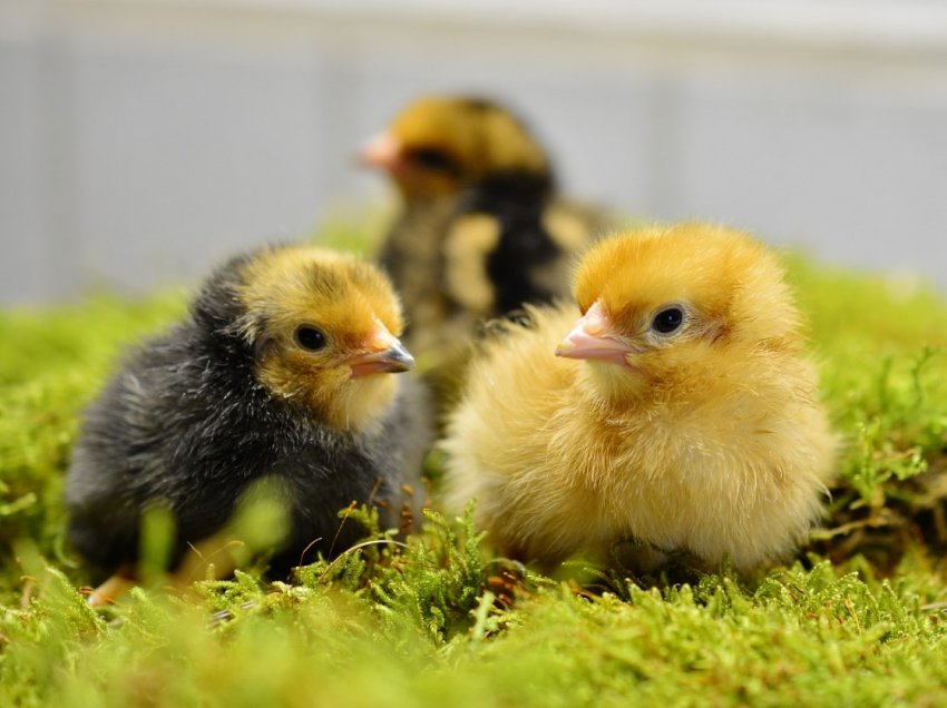 Швейцарія вводить заборону на вбивство курчат-самців Швейцарія вводить заборону на вбивство курчат-самців