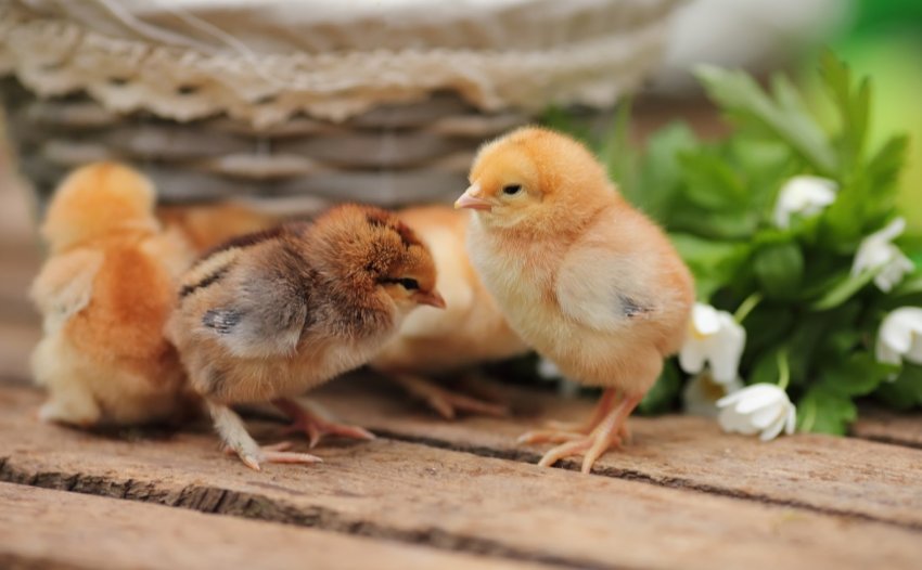 Швейцарія вводить заборону на вбивство курчат-самців Швейцарія вводить заборону на вбивство курчат-самців