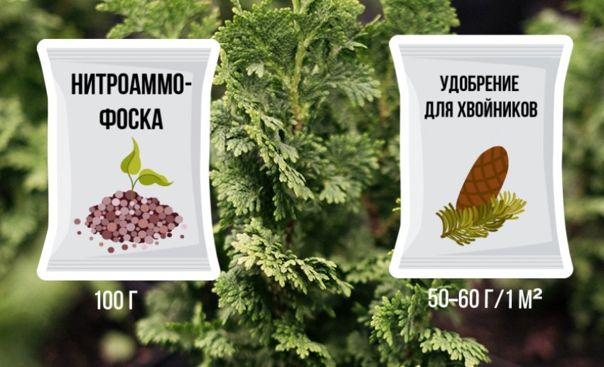 Підгодівля для туї