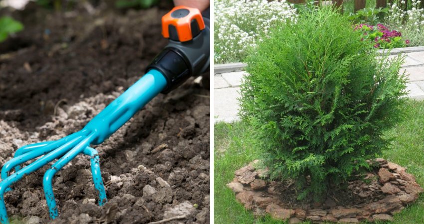 Розпушування і мульчування туї