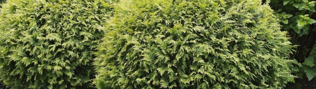 Західна туя Глобоза Ауреа: вирощування і догляд