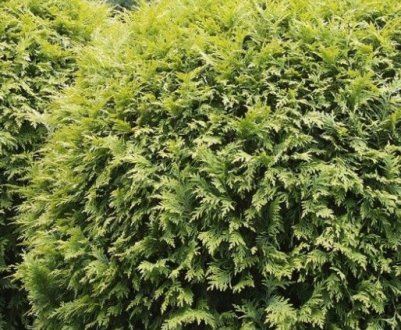 Західна туя Глобоза Ауреа: вирощування і догляд