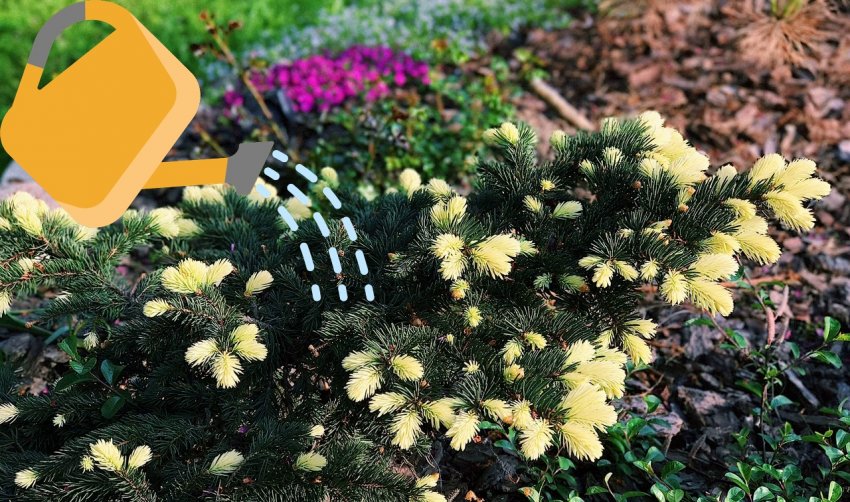 Полив їли Белобок Полив їли Белобок