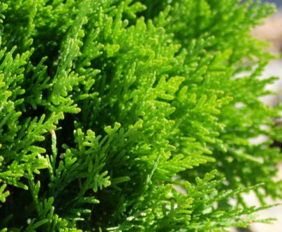 Підгодівля туї у різні часи року, чим краще підживлювати дерево